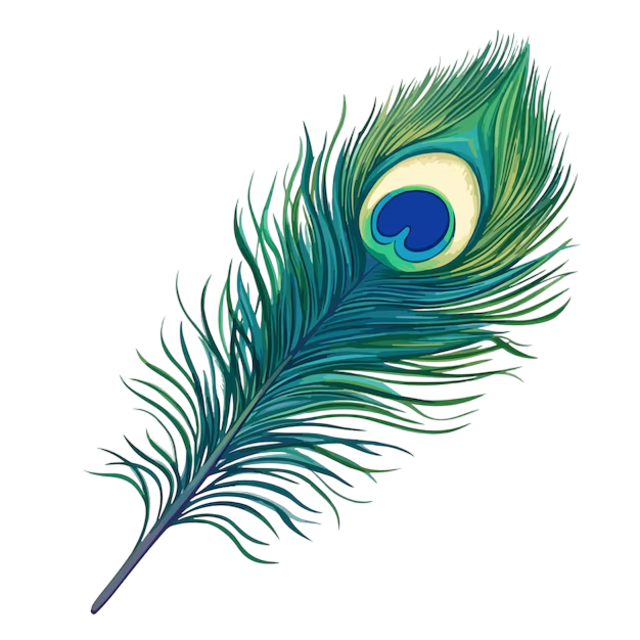Curved peacock feather illustration
